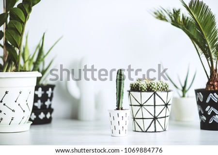 The white stylish interior filled a lot of plants and cacti. Space of nature lover.