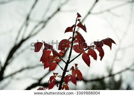 beautiful red and orange leaf in autumn at Japan