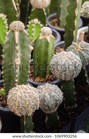 Cactus Astrophytum Asterias