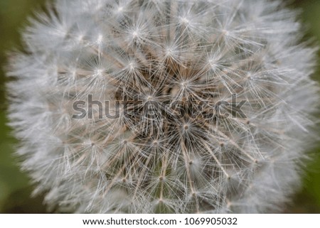 close up of white dandelion  flower