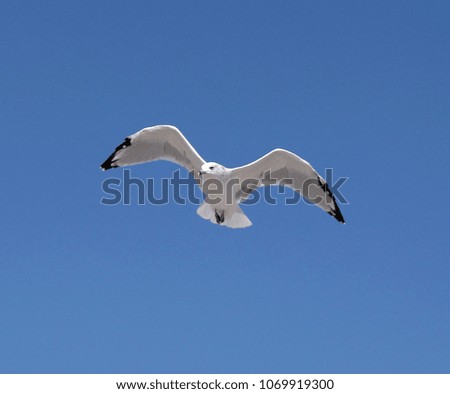 Single flying seagull against a clear blue sky