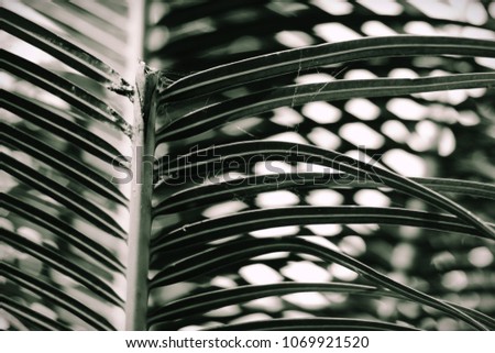 a new view of abstract palm leaf with grey or black and white background