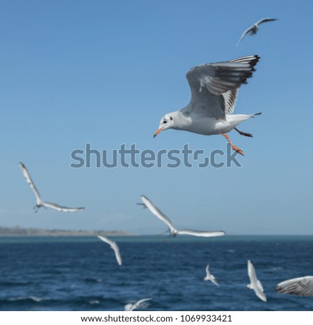 Seagull Flying against Blue Sky above Ocean
