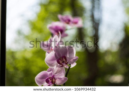 Beautiful Orchids Art , Blurred colorful background