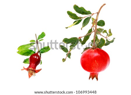 Pomegranate - stages of development isolated on a white background