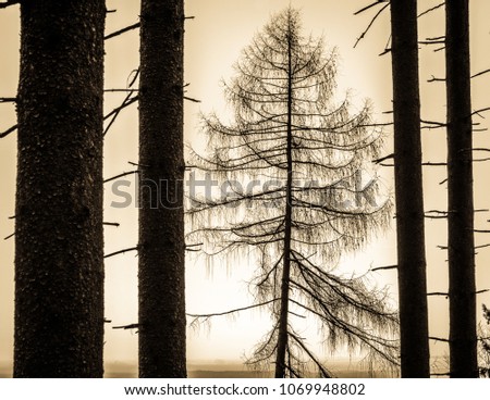 tree at a forest - photo