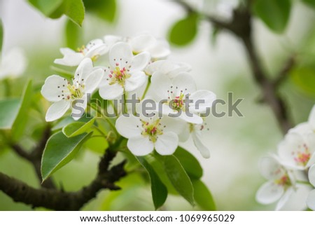 Wild cherry flower is the first blooming flowers in the spring, Slovakia. 