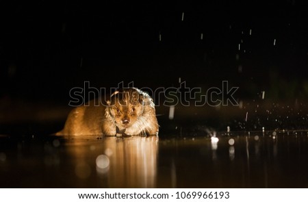 european Otter (Lutra lutra) fishing on a rainy night - wildlife in its natural habitat