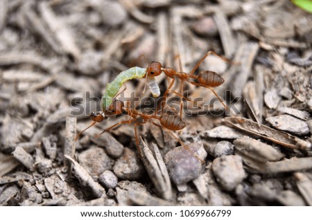 red Ants carry worms to the nest.