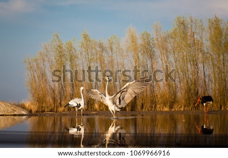 beautiful wild birds on a lake: black stork,  great white egret,  grey heron lake, black headed gull, night egret, duck