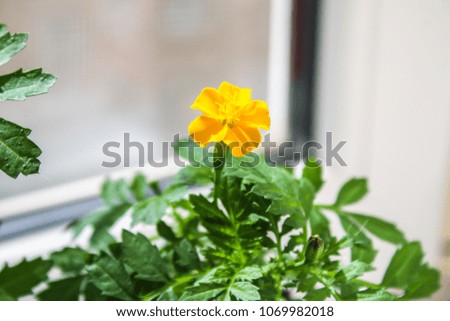 Young marigolds growing on the windowsill in the house