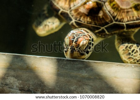 
Green sea turtle babies swim in a tank