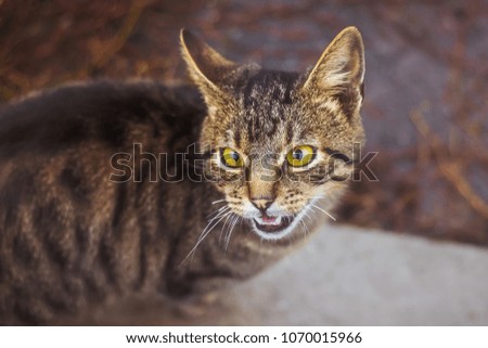 striped young cat meows and expresses its irritation