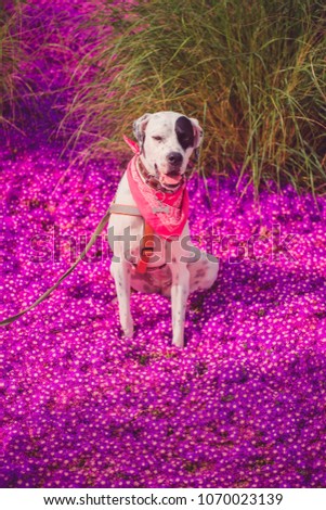 English pointer mix phenotype white dog in black dots with red leather collar with medallion and bandanna on purple delosperma flowers. Photos are toned and with a vignette