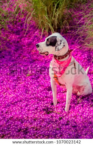 English pointer mix phenotype white dog in black dots with red leather collar with medallion and bandanna on purple delosperma flowers. Photos are toned and with a vignette