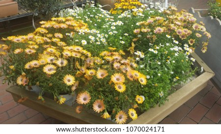 Daisies of various types