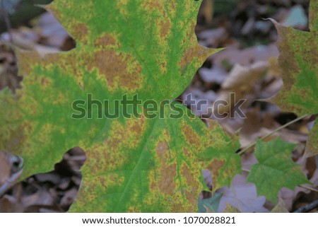a maple leaf in autumn