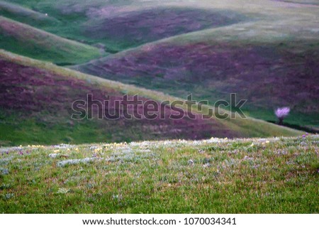 Beautiful mountain valley meadow
