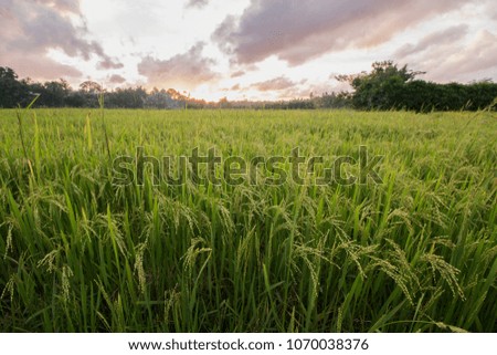 sunset and paddy field wall paper colors 