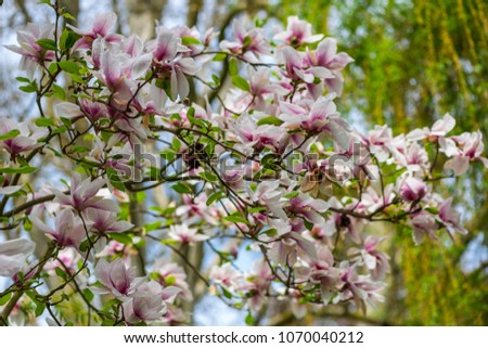 Magnolia flowers in the park