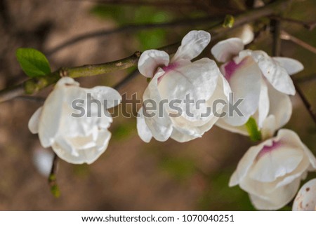 Magnolia flowers in the park