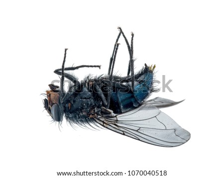 Close-up of a dead fly lying on its back.