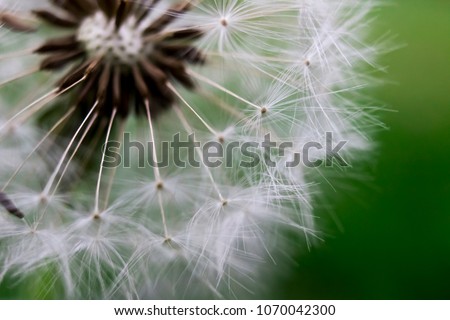 Blurry de focused dandelion flower macro blow ball on green background