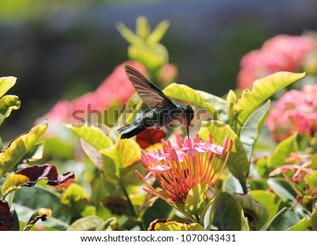 humming bird emerald in Caribbean feeding on nectar from flower stock, photo, photograph, picture, image, 