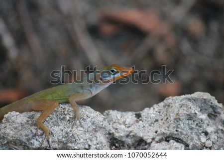 lizard watts Anole in Antigua Caribbean, blue headed lizard background with copy space stock, photo, photograph, picture, image