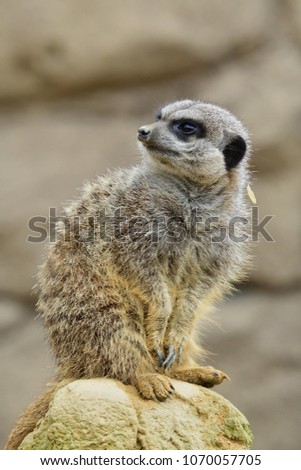 Portrait of a meerkat (suricata suricatta) sitting on a rock