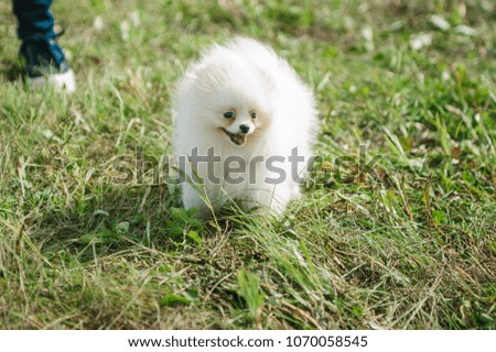 little furry white dog on the lawn