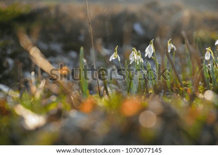 Snowdrops in spring garden under the sunlight. Blurred background.