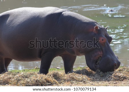 
Hippopotamus eating plants.