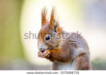 Portrait of cute red haired squirrel eating nuts in park. Curious rusty squirrel holding nut in hands. Animal portrait photo.
