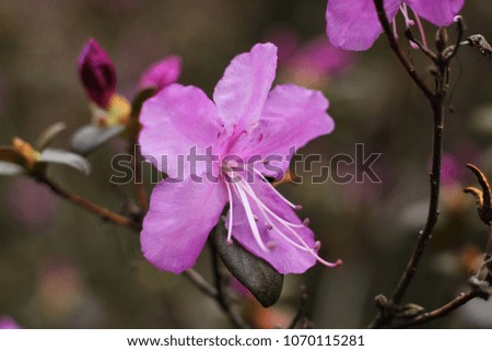 Flower of the Southeast Asian Rhododendron.