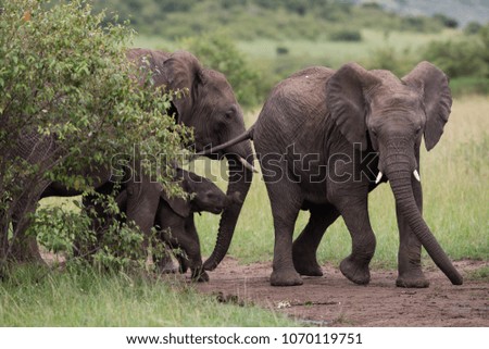 Family elephants with very small born baby on african savannah