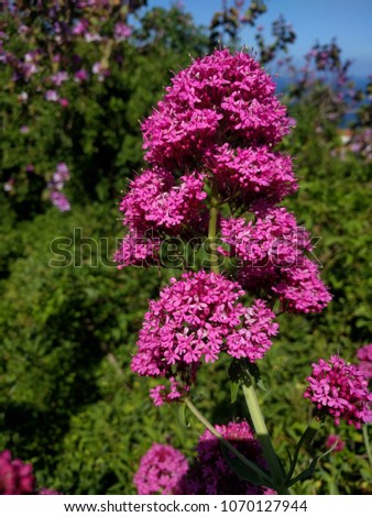 
tenerife plant outdoors, blossom in a bright pink