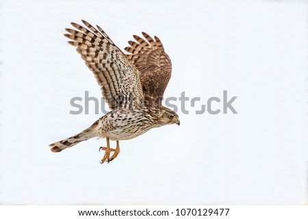 A Cooper's Hawk (Accipiter cooperii)  visits a backyard garden Royalty-Free Stock Photo #1070129477