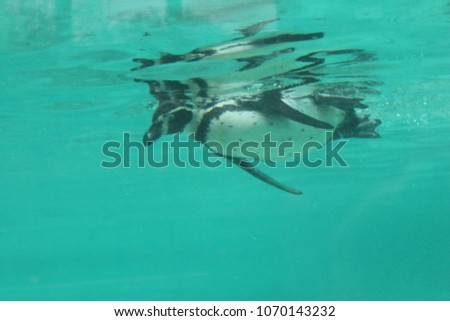 Penguin Humboldt Penguins (Spheniscus humboldti) swims underwater stock, photo, photograph, picture, image