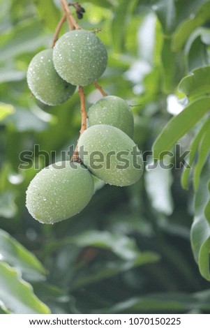 mango fruit tree Antigua Caribbean stock, photo, photograph, picture, image