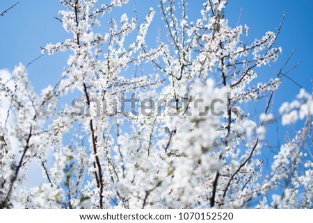 Wedding background: white little flowers on a blue background. Apple tree flowers. Floral background. Flowers texture