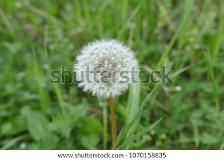 fresh dandelion in spring, pictures of herbs dandelion grass,
