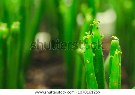 Euphorbia pachyclada  closeup backgrounds