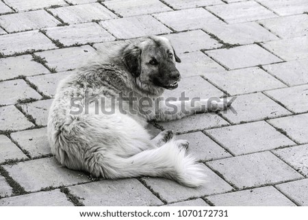 black and white pictures, dog pictures, street dogs, lonely street dogs,
