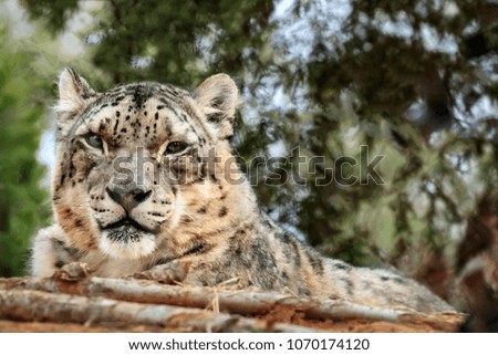 Snow Leopard (Panthera uncia) portrait.