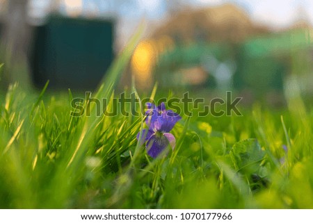 Young violet flower growing among green fresh grass. Spring concept