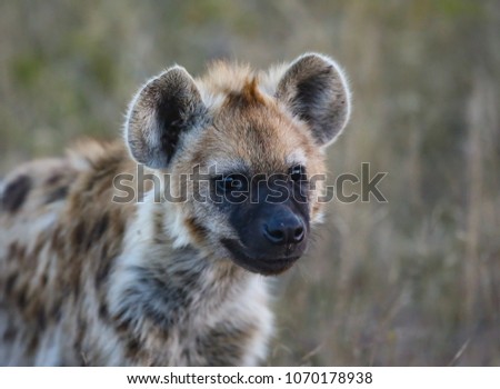 Portrait of a young Spotted Hyena in the TimbavatI , greater Kruger National Park.