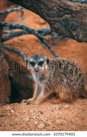 meerkats in habitat