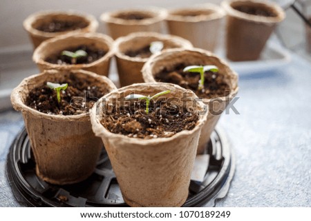 Photo of peat pots with seedlings