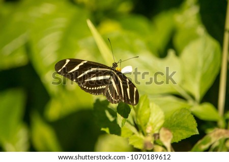 The zebra longwinged butterfly landing on a white daisy